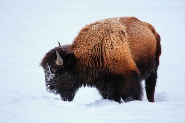 Erkek bizon çim kar altında kışın Yellowstone Milli Parkı, Wyoming, ABD arıyorsunuz