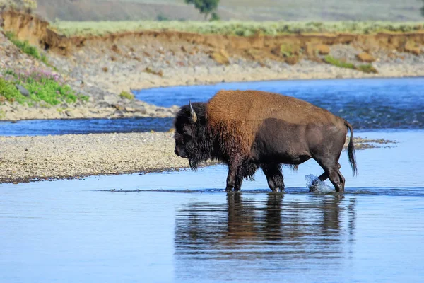 Bison Crossing River Lamar Valley Yellowstone National Park Wyoming Eua — Fotografia de Stock