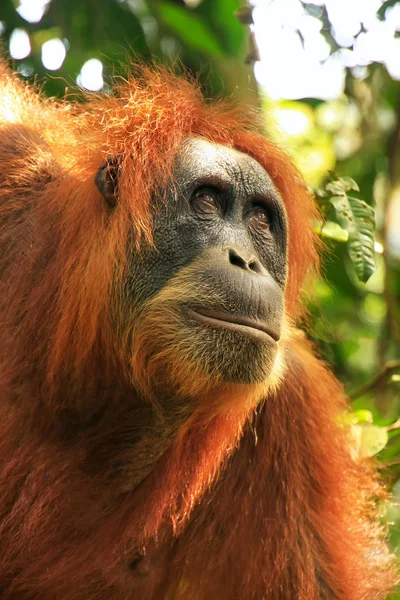 Retrato Una Mujer Orangután Sumatra Pongo Abelii Parque Nacional Gunung —  Fotos de Stock