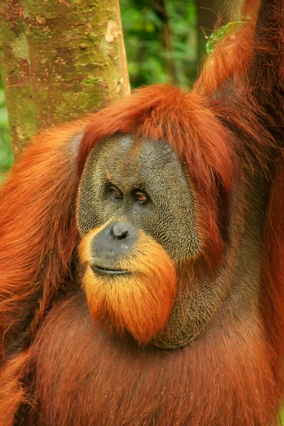 Portret Van Mannelijke Sumatraanse Orang Oetan Pongo Abelii Gunung Leuser — Stockfoto