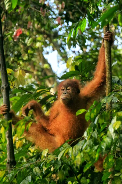 Joven Orangután Sumatra Pongo Abelii Sentado Árboles Parque Nacional Gunung — Foto de Stock