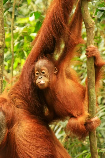Baby Sumatran Orangutan Accanto Alla Madre Gunung Leuser National Park — Foto Stock