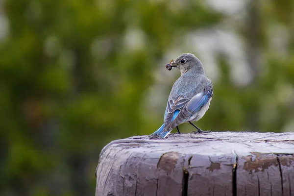 Kvinnliga Västra Bluebird Sialia Mexicana Sitter Staketstolpe Med Bugg Näbben — Stockfoto