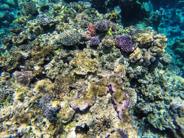 Récif Corallien Large Des Côtes Île Gee Dans Lagune Ouvea — Photo