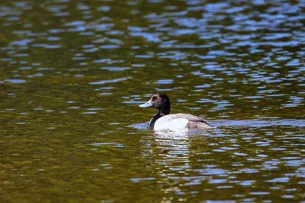 Male Lesser Scaup Aythya Affinis Swimming Yellowstone National Park Wyoming — Stock Photo, Image