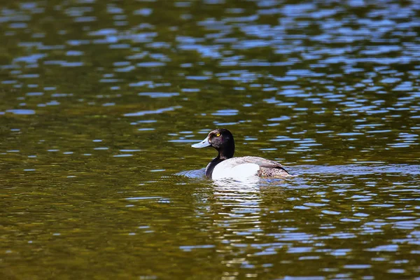 Samiec Scaup Aythya Affinis Pływanie Parku Narodowym Yellowstone Wyoming — Zdjęcie stockowe