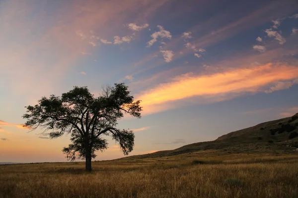 Lone tree at sunrise, North Platte River valley, western Nebraska, USA