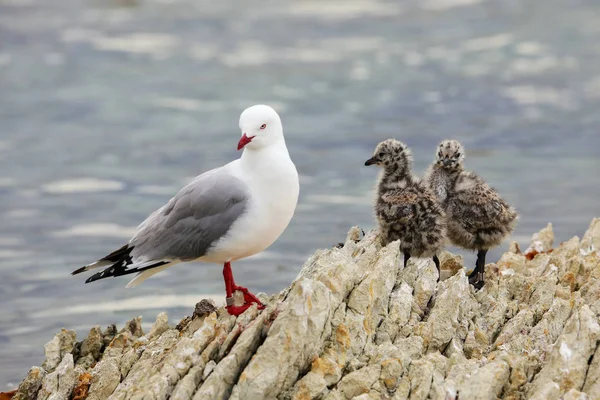 Gaivota Bico Vermelho Com Pintos Pequenos Península Kaikoura Ilha Sul — Fotografia de Stock