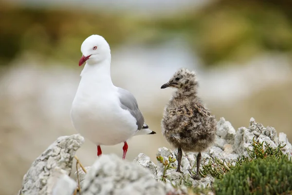 Gaivota Bico Vermelho Com Pintainho Pequeno Península Kaikoura Ilha Sul — Fotografia de Stock