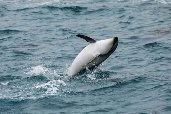 Dämmerung Delphin Springt Aus Dem Wasser Der Nähe Von Kaikoura — Stockfoto