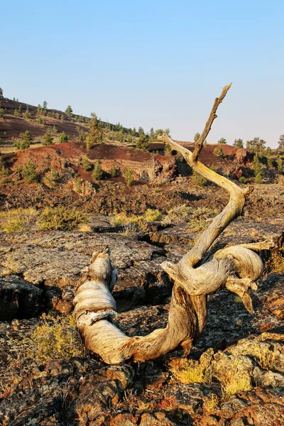 Νεκρός Ευλύγιστος Πεύκο Triple Twist Δέντρο Στο Βορρά Κρατήρα Ροή — Φωτογραφία Αρχείου