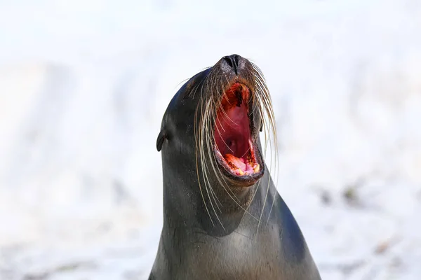 Portrait of Galapagos sea lion yawning, Espanola Island, Galapagos National park, Ecuador. These sea lions exclusively breed in the Galapagos.