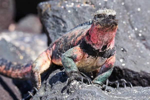 Iguana Marina Amblyrhynchus Cristatus Isla Española Parque Nacional Galápagos Ecuador — Foto de Stock