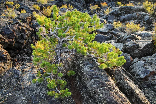 Árvore Zimbro Crescendo Através Fluxo Lava Trilha Fluxo Cratera Norte — Fotografia de Stock