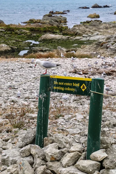 Jangan Masukkan Tanda Untuk Koloni Burung Camar Merah Billed Semenanjung — Stok Foto