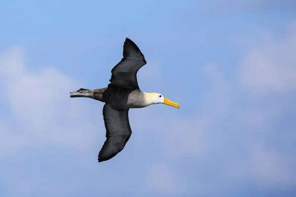 Kiwał Albatros Phoebastria Irrorata Locie Espanola Wyspa Park Narodowy Galapagos — Zdjęcie stockowe