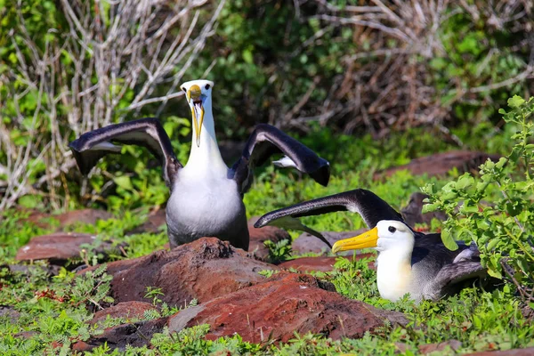 Hullámzó Albatroszok Udvarlási Rituálét Tartanak Espanola Szigeten Galapagos Nemzeti Parkban — Stock Fotó