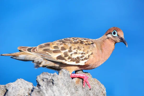 ガラパゴスは エスパニョーラ島 エクアドル ガラパゴス国立公園 Zenaida Galapagoensis を鳩しました それはガラパゴス諸島の固有種 — ストック写真