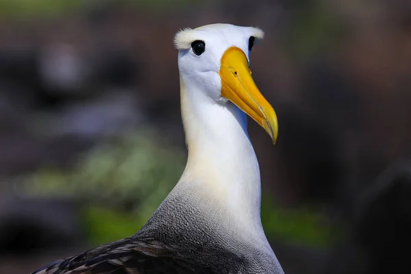 Portré Waved Albatrosz Phoebastria Irrorata Espanola Szigeten Galapagos Nemzeti Park — Stock Fotó