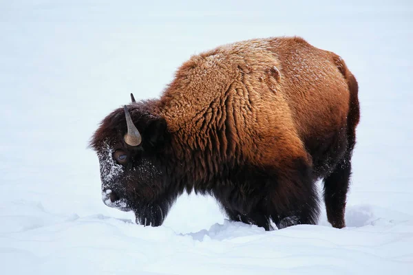 Manliga Bison Letar Gräs Snön Vintern Yellowstone National Park Wyoming — Stockfoto