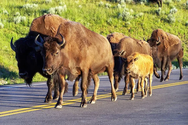 Manada Bisontes Caminando Por Carretera Parque Nacional Yellowstone Wyoming Estados — Foto de Stock