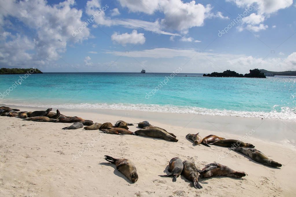Grupo de lobos marinos de Galápagos descansando en la playa de arena en