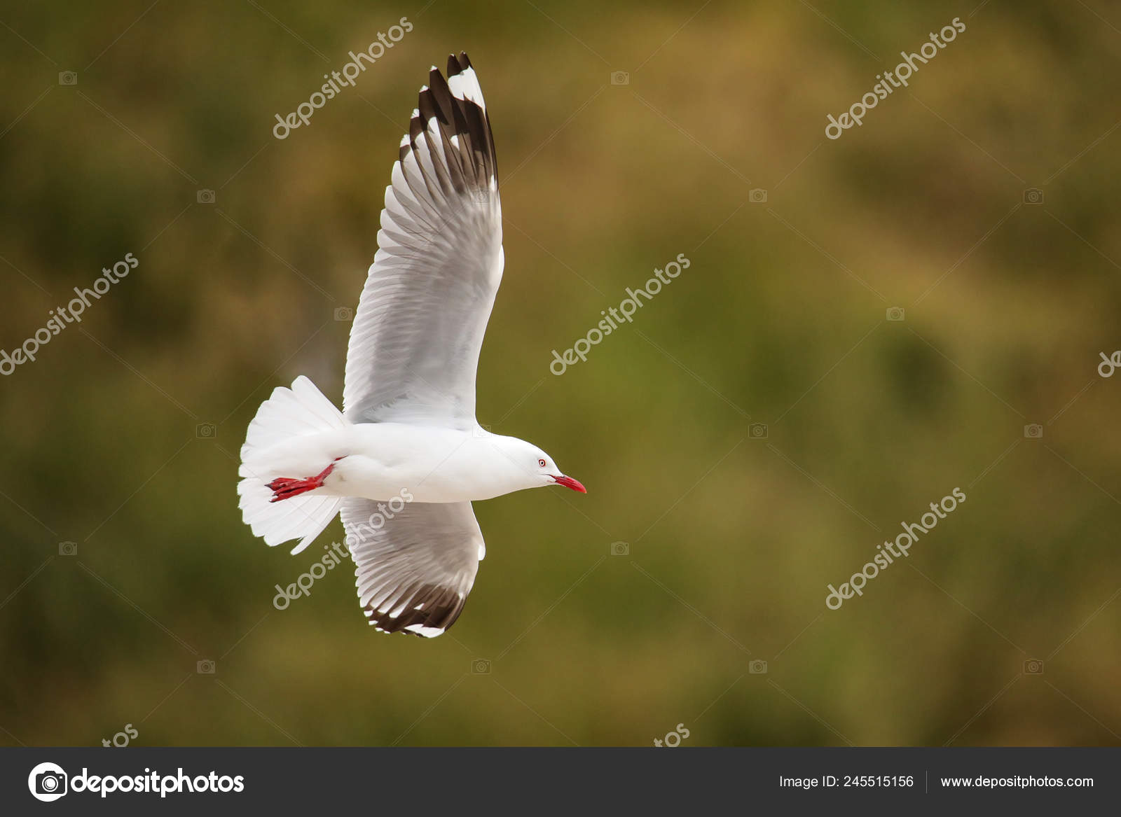 Goéland Bec Rouge Vol Kaikoura Péninsule île Sud Nouvelle