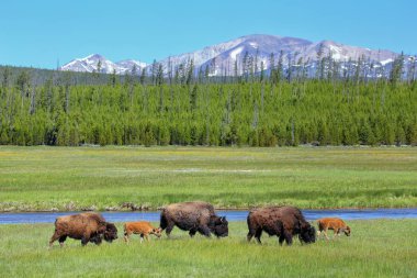 Yellowstone Ulusal Parkı, Wyoming, ABD 'de buzağıları otlayan dişi bizon.