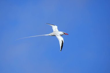 Kırmızı gagalı Tropik kuşu (Phaethon aethereus) uçuş Espanola Adası Galapagos Milli Parkı, Ecuador.