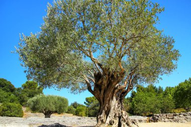 Pont du Gard, Güney Fransa büyüyen eski büyük zeytin ağacı.