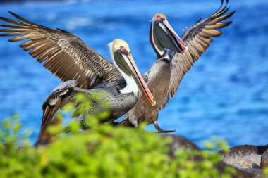 Kahverengi Pelikan (Pelecanus occidentalis) Espanola Adası Galapagos Milli Parkı, Ecuador.