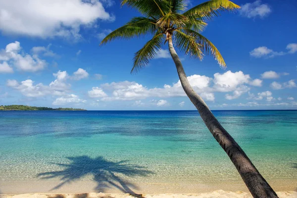 Zandstrand Scheve Palmboom Drawaqa Eiland Yasawa Eilanden Fiji Deze Archipel — Stockfoto