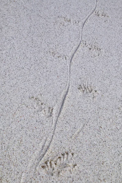 厄瓜多尔加拉帕戈斯国家公园埃斯帕诺拉岛海滩上的海洋蜥蜴脚印 — 图库照片