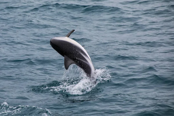 Sötét Delfin Leaing Víz Közelében Kaikoura Zéland Kaikoura Egy Népszerű — Stock Fotó