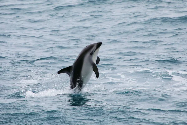 ハラジロカマイルカとりわけ水近くカイコウラ ニュージーランドから カイコウラは人気の観光地を見て イルカと泳ぐ — ストック写真