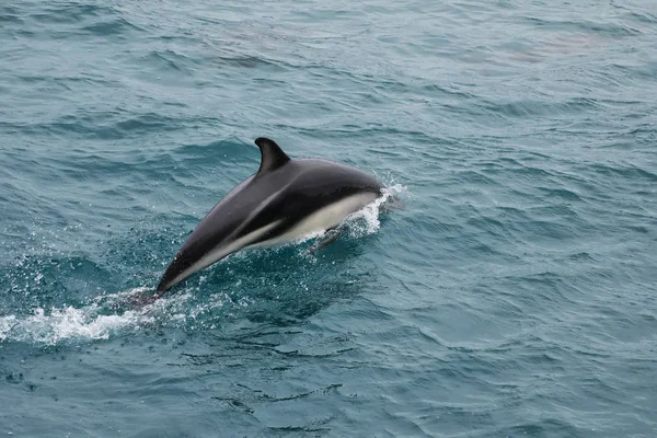 Sötét Delfin Úszás Kaikoura Zéland Partjainál Kaikoura Egy Népszerű Idegenforgalmi — Stock Fotó
