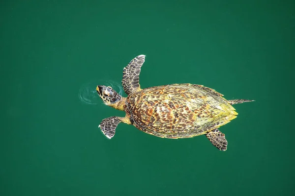 绿海龟 Ch利Onia Mydas 在新喀里多尼亚洛亚蒂群岛的 Ouvea 岛海龟洞游泳 这个洞与大海相连 — 图库照片