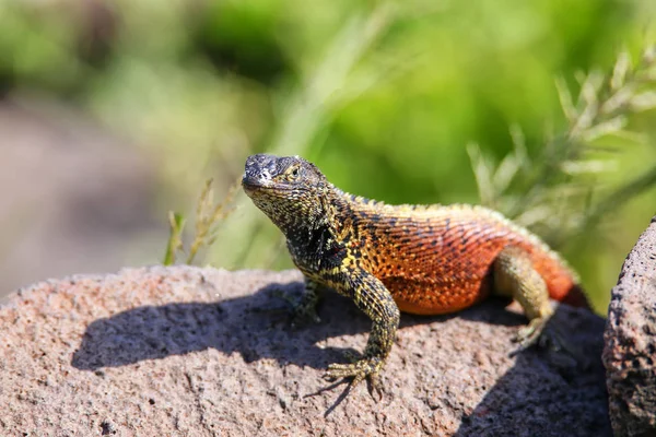 Mężczyzna Kaptur Lawy Jaszczurki Microlophus Delanonis Wyspie Espanola Park Narodowy — Zdjęcie stockowe