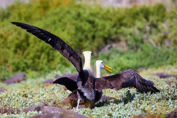 Hullámzó Albatroszok Udvarlási Rituálét Tartanak Espanola Szigeten Galapagos Nemzeti Parkban — Stock Fotó