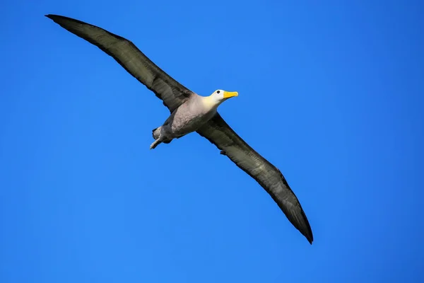 Waved Albatross Phoebastria Irrorata Flight Espanola Island Galapagos National Park — Stock Photo, Image