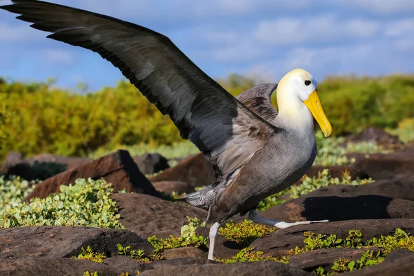 Waved Albatross Spreading Its Wings Espanola Island Galapagos National Park — Stock Photo, Image