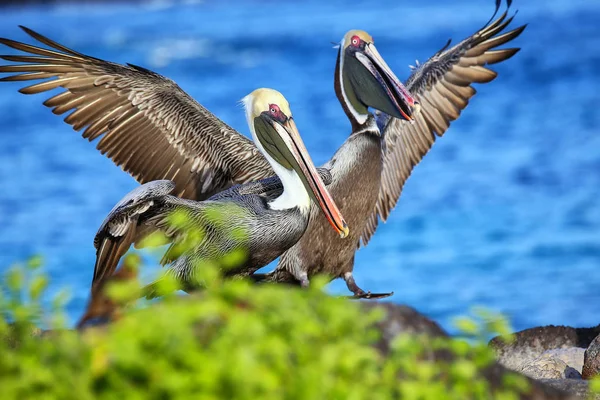 Pelícanos Marrones Pelecanus Occidentalis Isla Española Parque Nacional Galápagos Ecuador — Foto de Stock