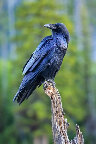 Cuervo Común Corvus Corax Sentado Árbol Muerto Parque Nacional Yellowstone — Foto de Stock