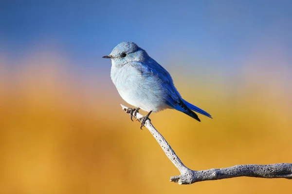 Mężczyzna Góra Bluebird Sialia Currucoides Siedzi Patyku — Zdjęcie stockowe