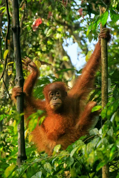 Jovem orangotango Sumatra sentado em árvores em Gunung Leuser Natio — Fotografia de Stock