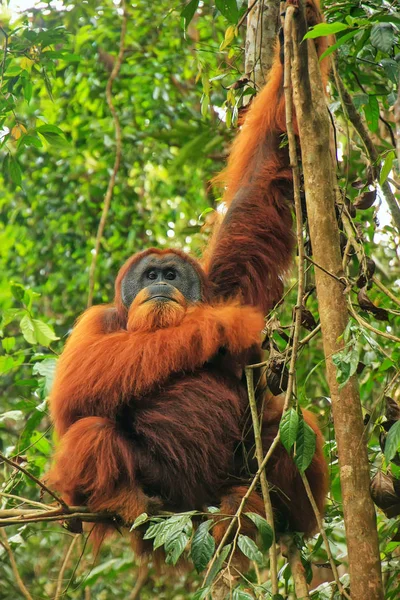 Hombre Sumatra orangután sentado en un árbol en Gunung Leuser Natio — Foto de Stock