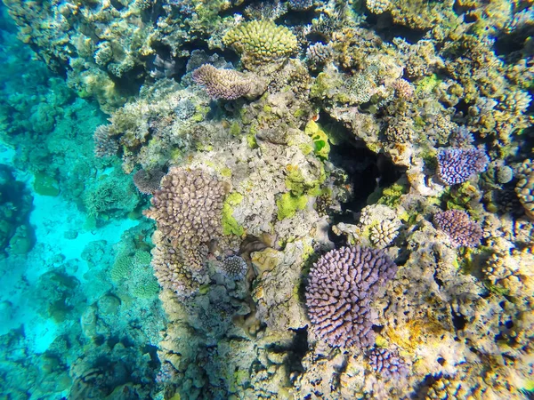 Récif corallien au large des côtes de l'île Gee dans la lagune d'Ouvea, Loyauté — Photo