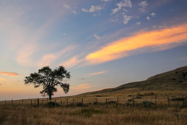 Árvore solitária ao nascer do sol, oeste de Nebraska, EUA — Fotografia de Stock