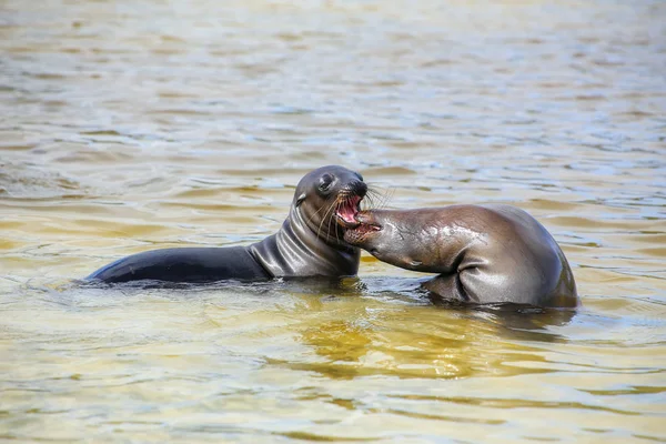 Galapagos sea lions playing in water at Gardner Bay, Espanola Is