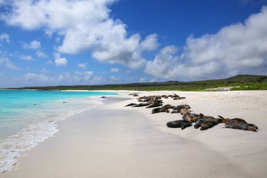 Galapagos deniz aslanları Gardner b kum plajındaki dinlenme grup